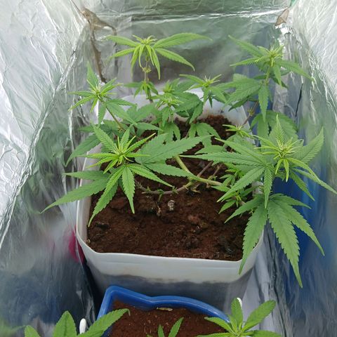 GREEN-O-MATIC growlog timeline photo