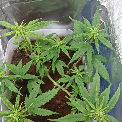 GREEN-O-MATIC growlog timeline photo