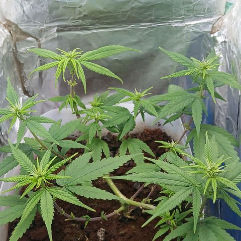 GREEN-O-MATIC growlog timeline photo