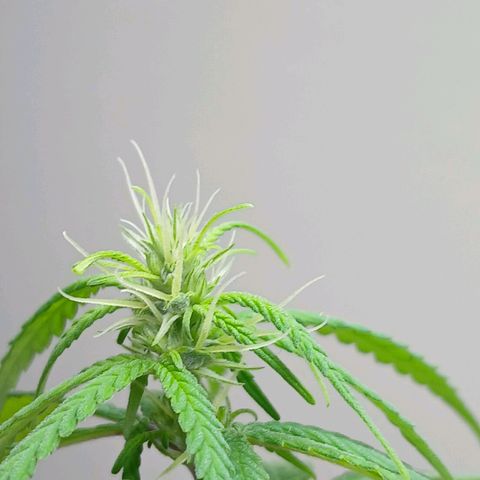GREEN BOY. growlog timeline photo
