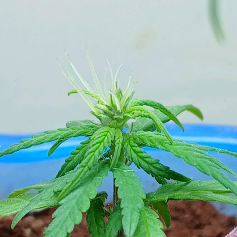 GREEN BOY. growlog timeline photo