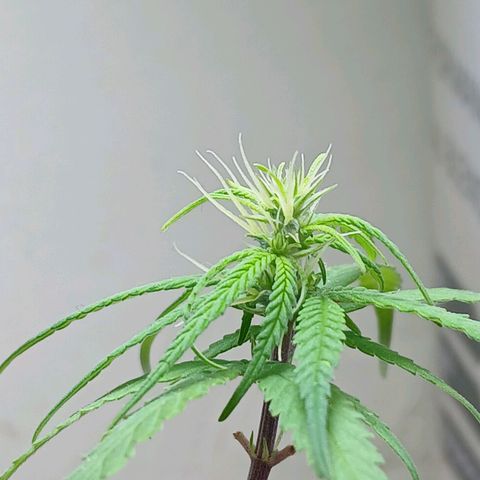 GREEN BOY. growlog timeline photo