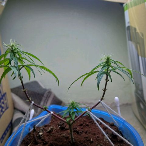 GREEN BOY. growlog timeline photo