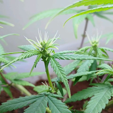GREEN-O-MATIC growlog timeline photo