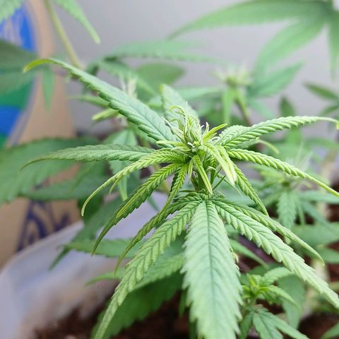 GREEN-O-MATIC growlog timeline photo
