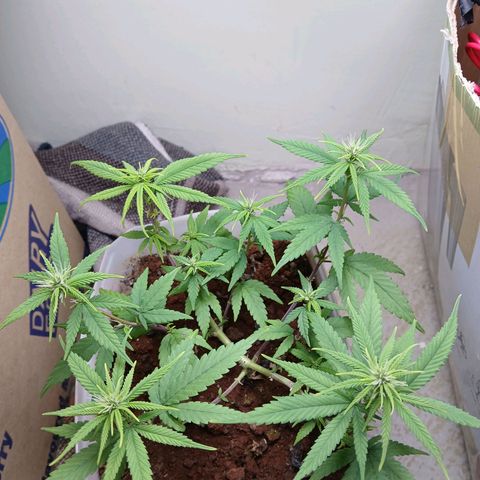 GREEN-O-MATIC growlog timeline photo