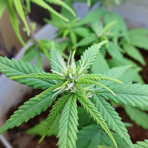 GREEN-O-MATIC growlog timeline photo