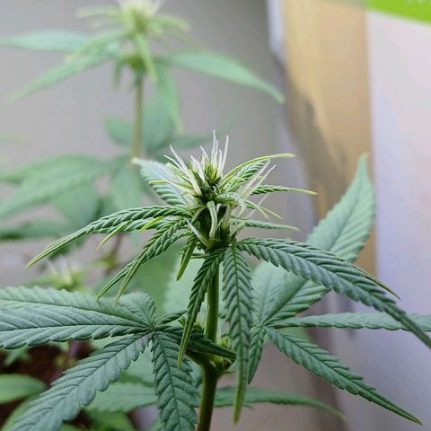 GREEN-O-MATIC growlog timeline photo