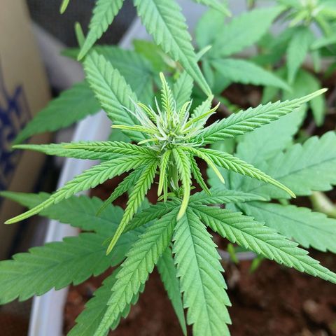 GREEN-O-MATIC growlog timeline photo
