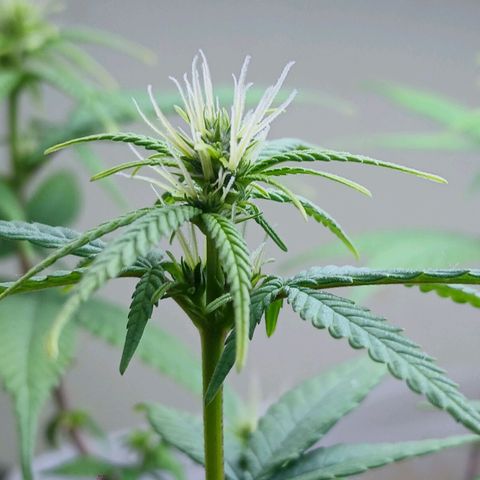 GREEN-O-MATIC growlog timeline photo