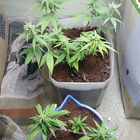 GREEN-O-MATIC growlog timeline photo
