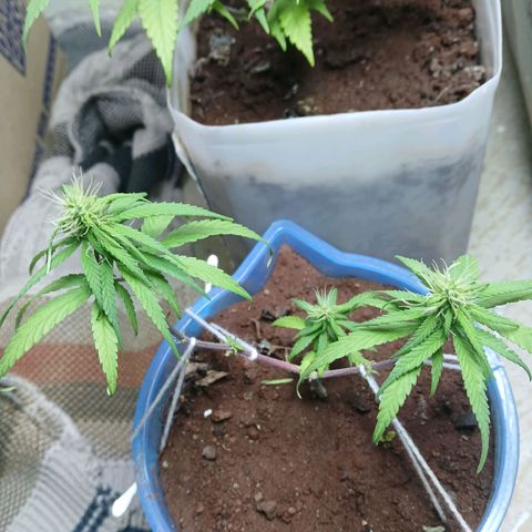 GREEN-O-MATIC growlog timeline photo