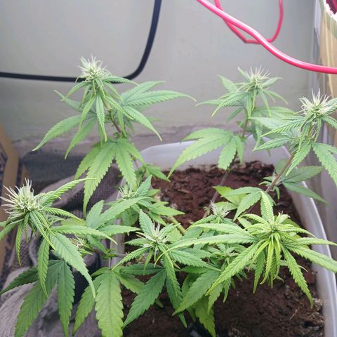 GREEN-O-MATIC growlog timeline photo
