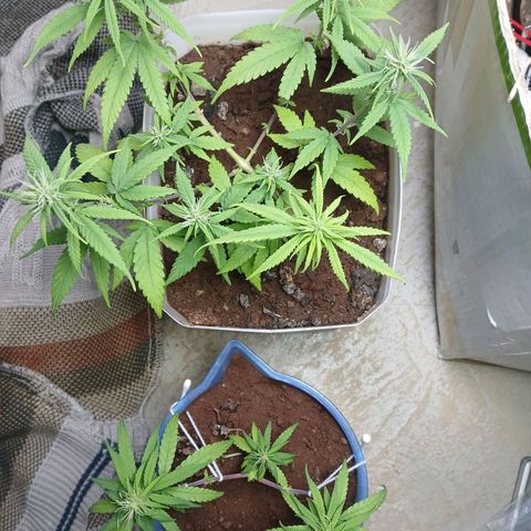 GREEN-O-MATIC growlog timeline photo