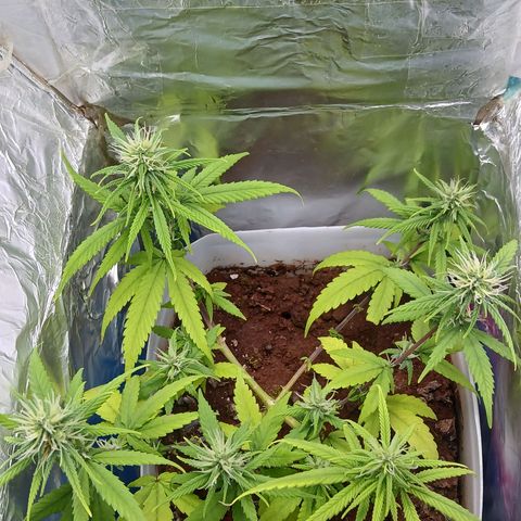 GREEN-O-MATIC growlog timeline photo