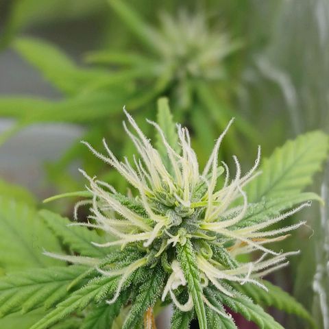GREEN-O-MATIC growlog timeline photo