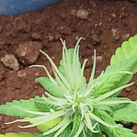 GREEN BOY. growlog timeline photo