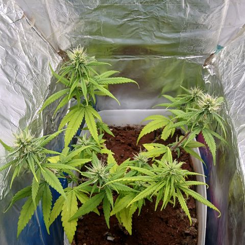 GREEN-O-MATIC growlog timeline photo