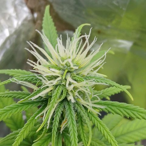 GREEN-O-MATIC growlog timeline photo