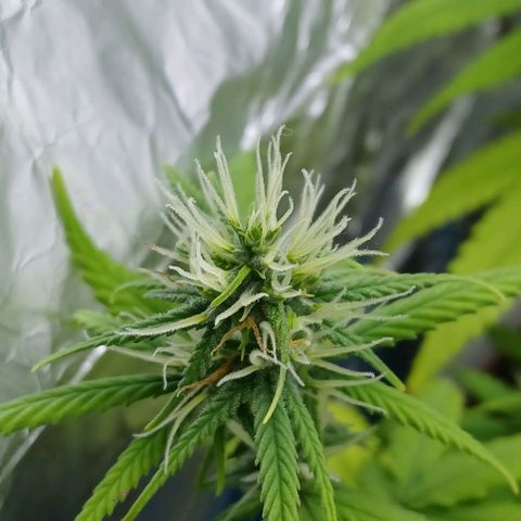 GREEN-O-MATIC growlog timeline photo