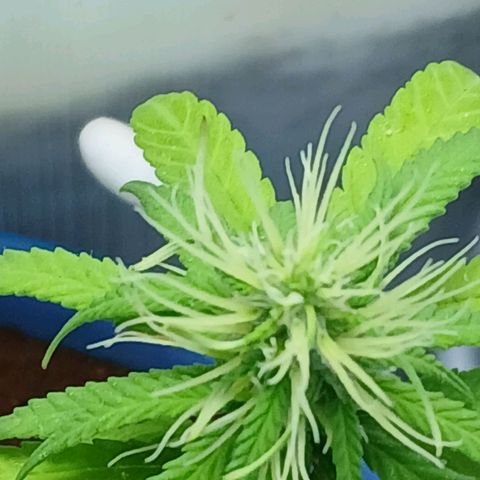 GREEN BOY. growlog timeline photo