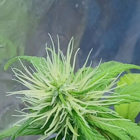 GREEN BOY. growlog timeline photo