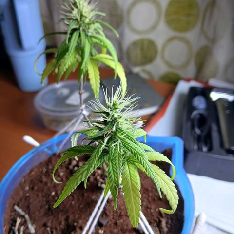 GREEN BOY. growlog timeline photo