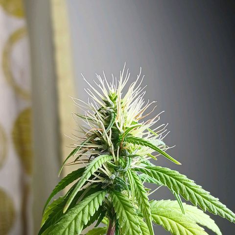 GREEN BOY. growlog timeline photo