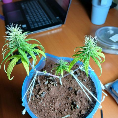 GREEN BOY. growlog timeline photo