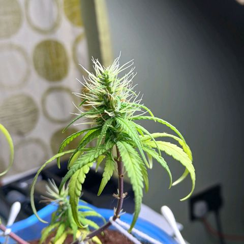 GREEN BOY. growlog timeline photo