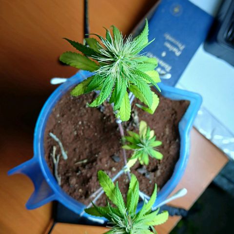 GREEN BOY. growlog timeline photo