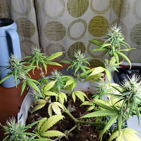 GREEN-O-MATIC growlog timeline photo