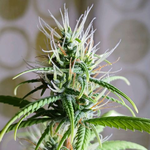 GREEN-O-MATIC growlog timeline photo