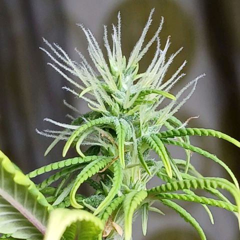 GREEN-O-MATIC growlog timeline photo