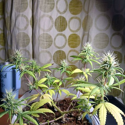 GREEN-O-MATIC growlog timeline photo