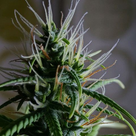GREEN-O-MATIC growlog timeline photo