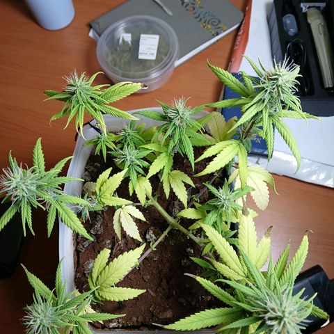 GREEN-O-MATIC growlog timeline photo