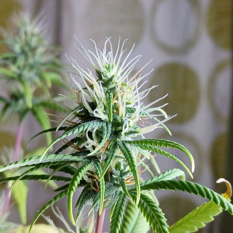 GREEN-O-MATIC growlog timeline photo
