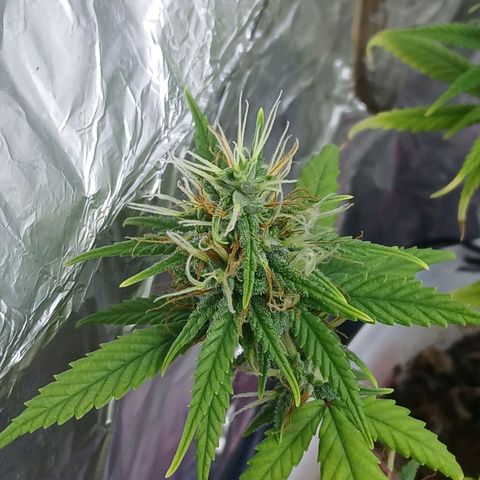 GREEN-O-MATIC growlog timeline photo