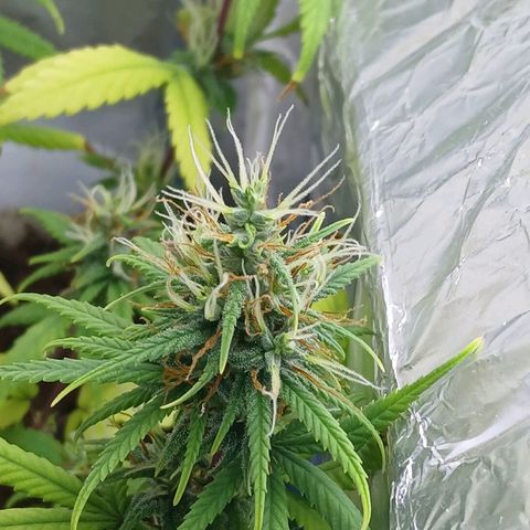 GREEN-O-MATIC growlog timeline photo