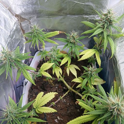 GREEN-O-MATIC growlog timeline photo
