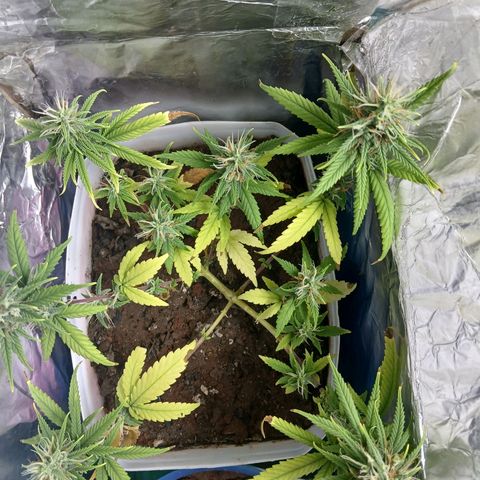 GREEN-O-MATIC growlog timeline photo