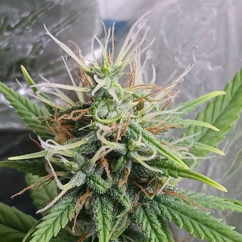 GREEN-O-MATIC growlog timeline photo