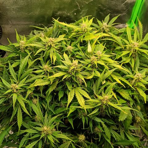1a growlog timeline photo