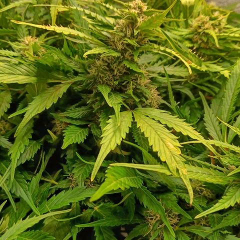 1a growlog timeline photo