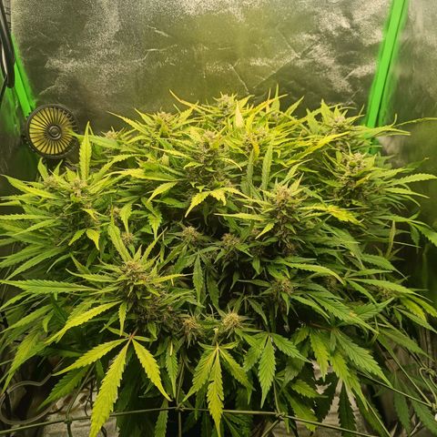 1a growlog timeline photo