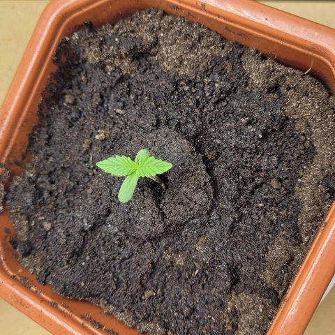 AK47 Auto growlog timeline photo