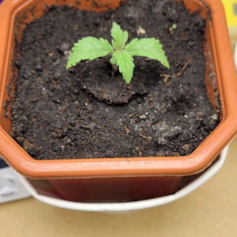 AK47 Auto growlog timeline photo