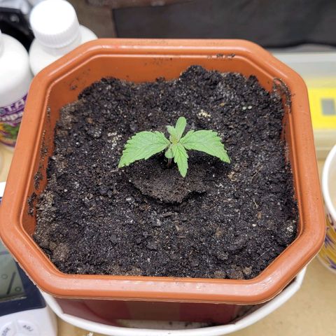 AK47 Auto growlog timeline photo
