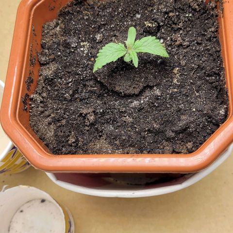 AK47 Auto growlog timeline photo